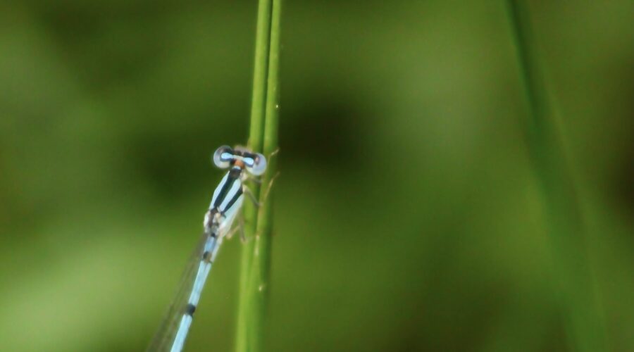 A male familiar bluet damselfly perches on a grass stem.