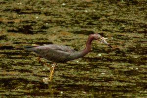 A little blue heron struts through the water after capturing a fish.