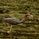 The Beautiful Little Blue Heron is an Excellent Fisherman