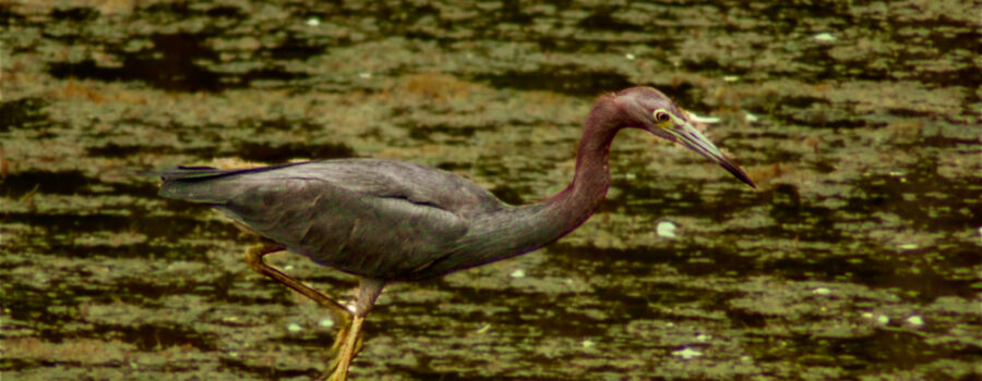 A little blue heron struts through the water after capturing a fish.