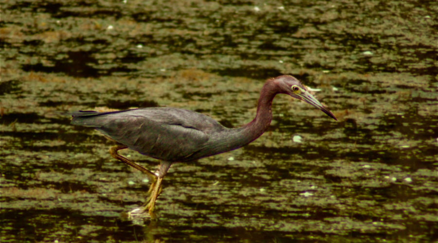 A little blue heron struts through the water after capturing a fish.