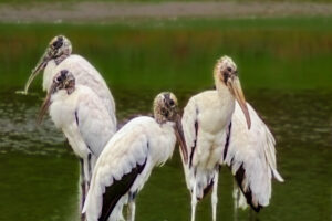 This small group of wood storks is part of a much larger flock that were gathered at a pond.