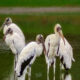 Interesting Wood Storks Can be Found Alone or in Groups