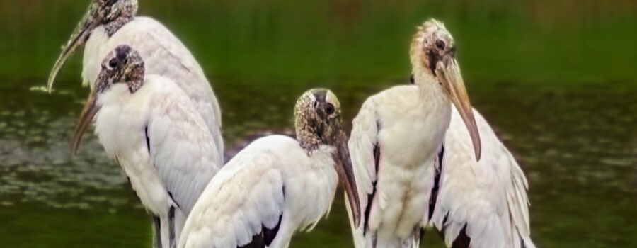 This small group of wood storks is part of a much larger flock that were gathered at a pond.