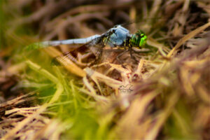 A male Eastern pondhawk dragonfly has almost finished changing color from the immature green to the mature blue.