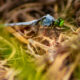 Here is Another Colorful Male Eastern Pondhawk