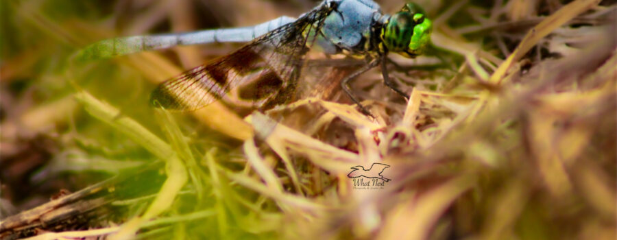 A male Eastern pondhawk dragonfly has almost finished changing color from the immature green to the mature blue.