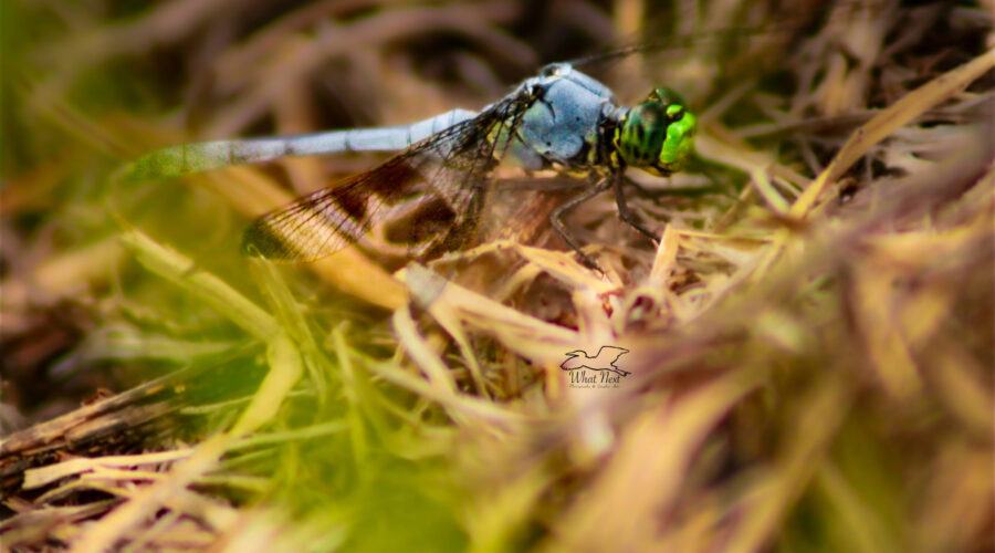 A male Eastern pondhawk dragonfly has almost finished changing color from the immature green to the mature blue.