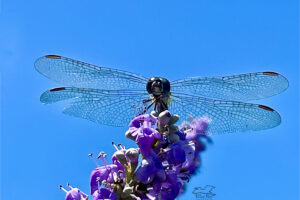 A blue dasher dragonfly has a great place on top of a chaste tree to hunt.