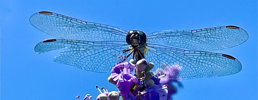 A blue dasher dragonfly has a great place on top of a chaste tree to hunt.