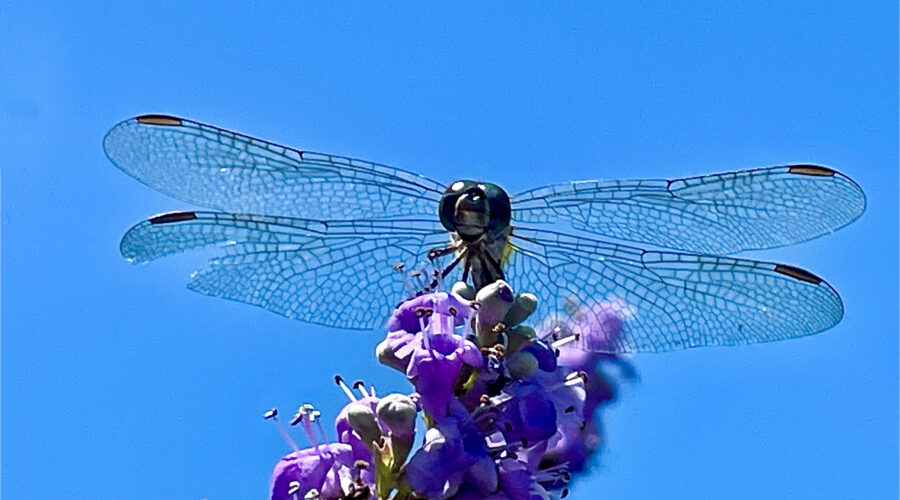 A blue dasher dragonfly has a great place on top of a chaste tree to hunt.