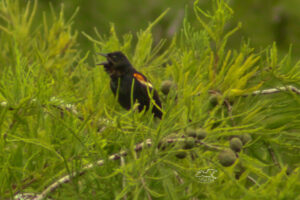 Instead of singing in the rain, this handsome red winged blackbird was singing away in the afternoon sunlight.