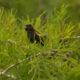 The Red Winged Blackbird is a Beautiful North American Resident