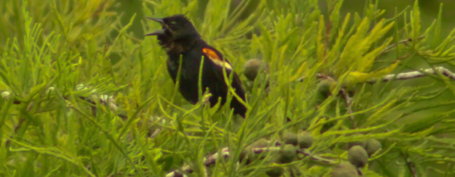 Instead of singing in the rain, this handsome red winged blackbird was singing away in the afternoon sunlight.