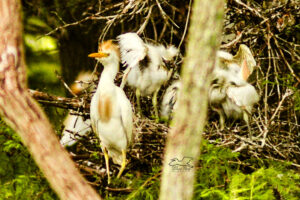 A proud parent egret stands out front of the nest and the chicks jockey for the best position before the other parent returns with food.