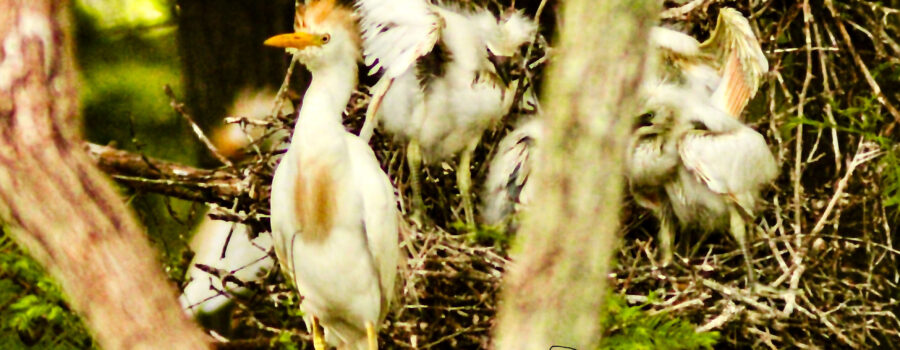 A proud parent egret stands out front of the nest and the chicks jockey for the best position before the other parent returns with food.