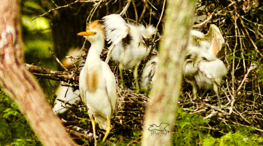 A proud parent egret stands out front of the nest and the chicks jockey for the best position before the other parent returns with food.