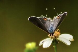 This grey hairstreak butterfly was stretched downward in order to reach some of the florets in a blackjack flower.