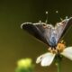 The Colorful Grey Hairstreak is an Interesting Summer Butterfly