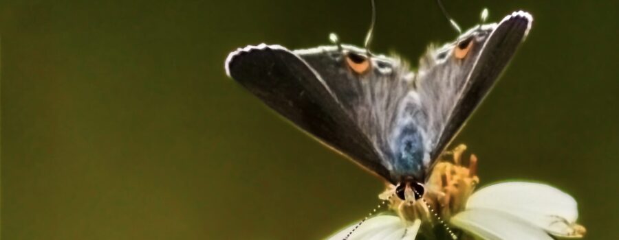 This grey hairstreak butterfly was stretched downward in order to reach some of the florets in a blackjack flower.