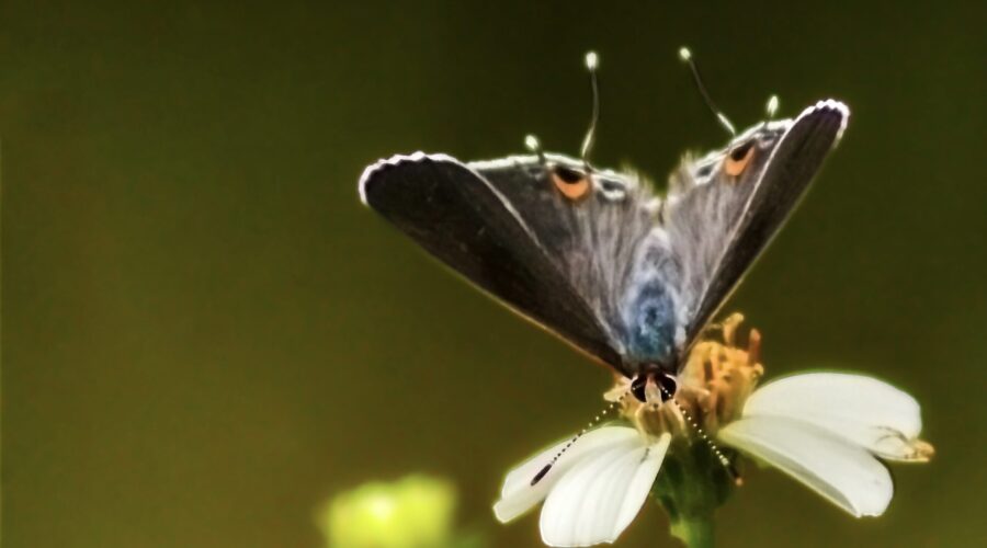 This grey hairstreak butterfly was stretched downward in order to reach some of the florets in a blackjack flower.