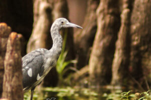 A mottled looking, immature little blue heron strolls through the cypress knees as it hunts for fish.