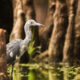 Little Blue Herons Look Interesting Before Reaching Maturity