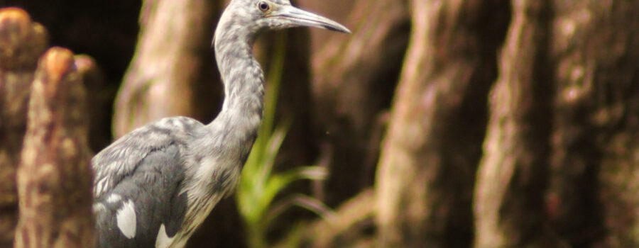 A mottled looking, immature little blue heron strolls through the cypress knees as it hunts for fish.