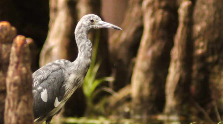 A mottled looking, immature little blue heron strolls through the cypress knees as it hunts for fish.