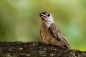 A little tufted titmouse perches on a branch to enjoy a sunflower seed.