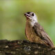 The Cute Little Tufted Titmice Love to Grab and Go