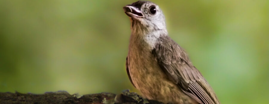 A little tufted titmouse perches on a branch to enjoy a sunflower seed.