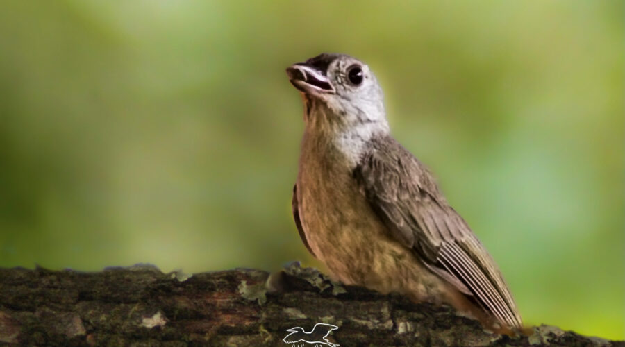 A little tufted titmouse perches on a branch to enjoy a sunflower seed.