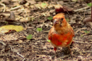 Patch is one of Momma and Poppa’s first clutch and is molting into his mature plumage.