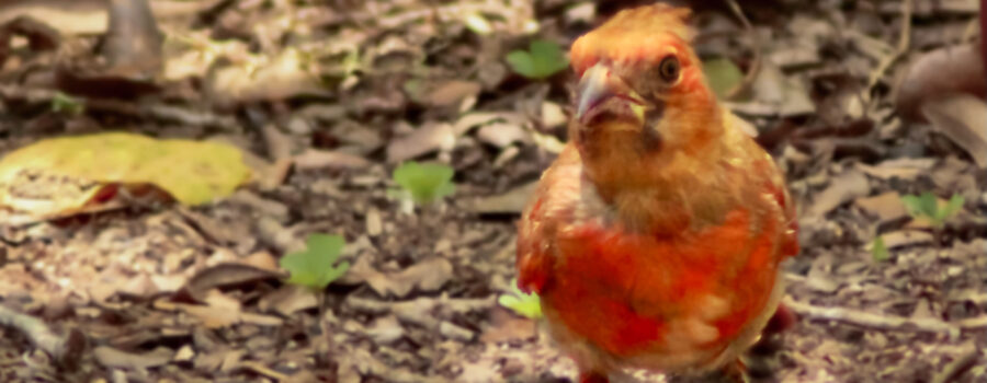 Patch is one of Momma and Poppa’s first clutch and is molting into his mature plumage.