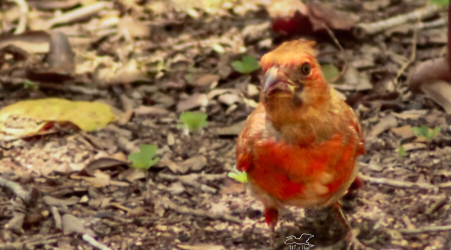 Patch is one of Momma and Poppa’s first clutch and is molting into his mature plumage.