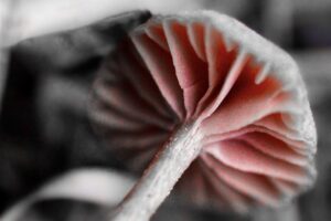 An artistic rendering of a leaning scurfy twiglet mushroom as seen from below.