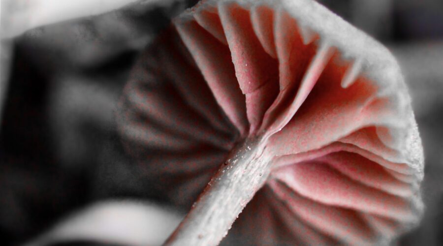 An artistic rendering of a leaning scurfy twiglet mushroom as seen from below.