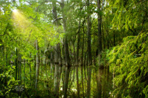 The marshy area of Manatee Springs State Park has expanded quite a bit due to flooding from a recent hurricane.