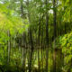 Hurricane Debby has Left Interesting Wetland Areas Flooded