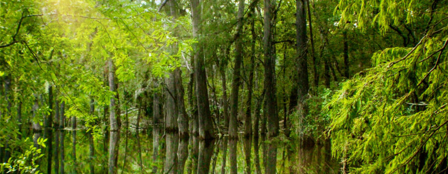 The marshy area of Manatee Springs State Park has expanded quite a bit due to flooding from a recent hurricane.