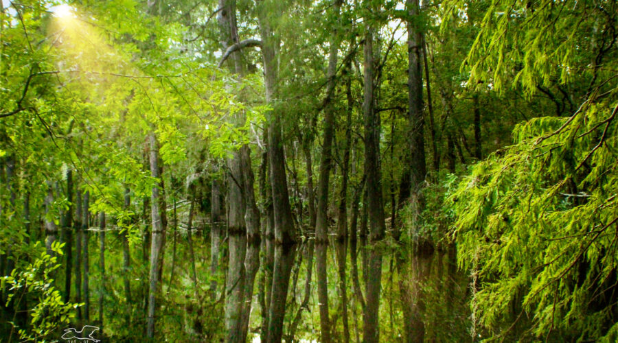 The marshy area of Manatee Springs State Park has expanded quite a bit due to flooding from a recent hurricane.