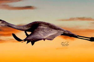 A sandhill crane flies to roost in front of an orange sunset.