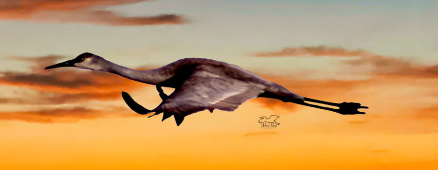 A sandhill crane flies to roost in front of an orange sunset.