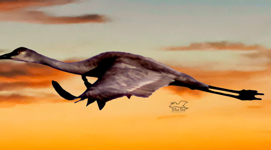 A sandhill crane flies to roost in front of an orange sunset.