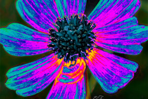 A tickseed flower photograph has been artistically redone in a cascade of colors.