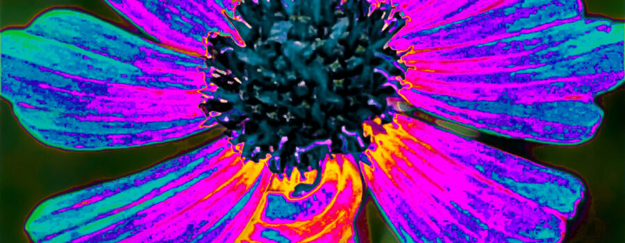 A tickseed flower photograph has been artistically redone in a cascade of colors.