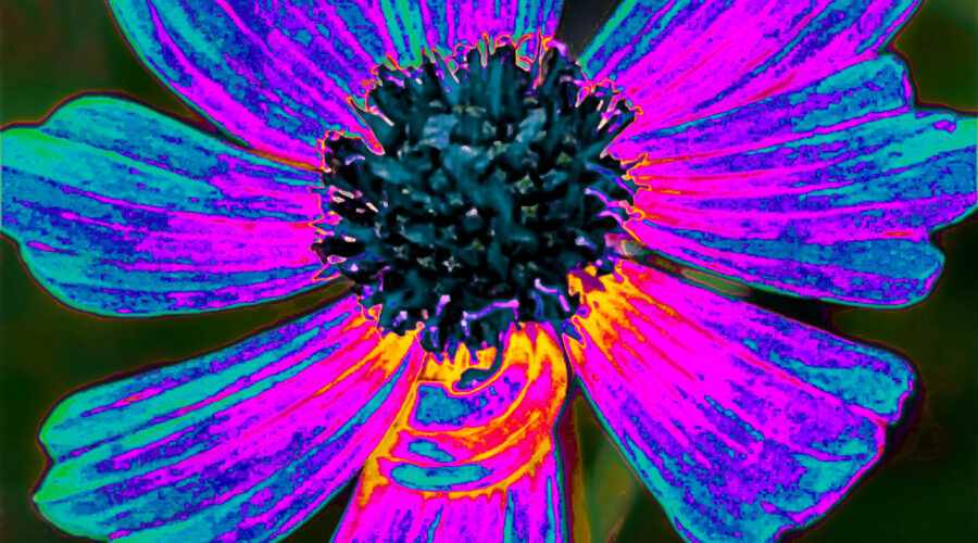 A tickseed flower photograph has been artistically redone in a cascade of colors.