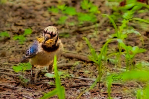 A blue jay stocks up on worms to take back to the nest for her brood.