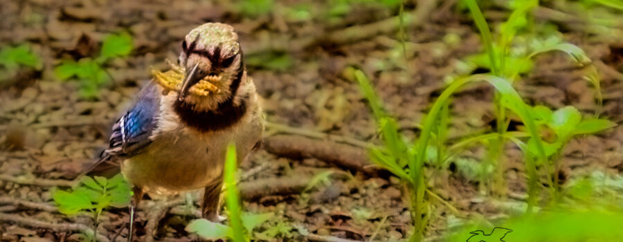 A blue jay stocks up on worms to take back to the nest for her brood.